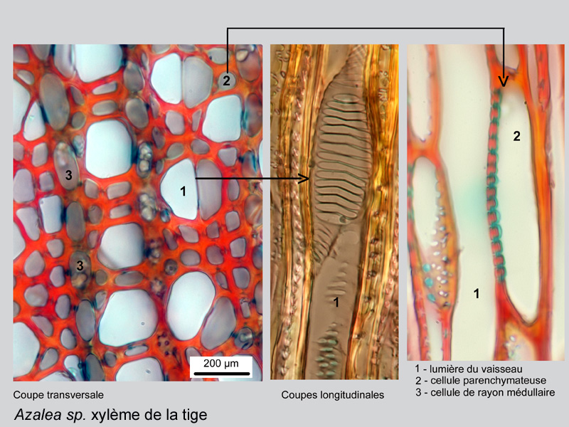 Azalea, histologie. #19504