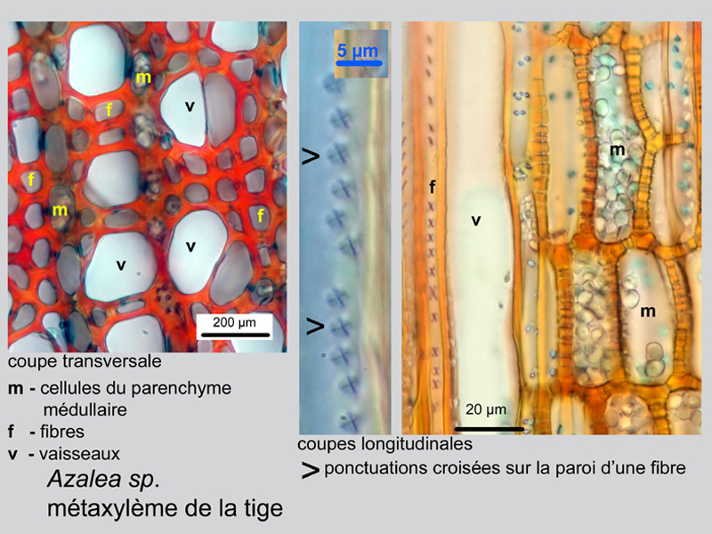 Azalea, histologie. #19505