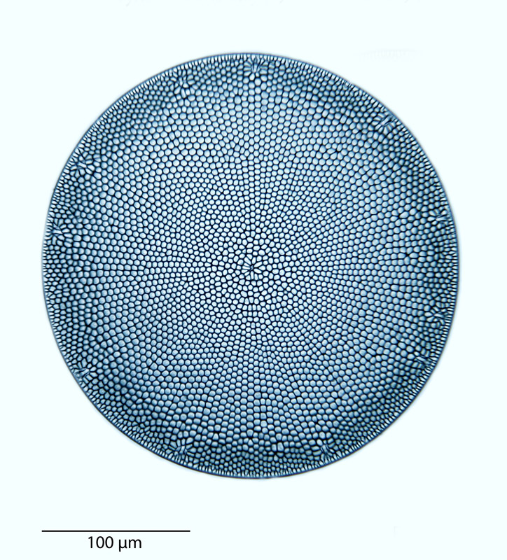 Azpeitia nodulifera #40757