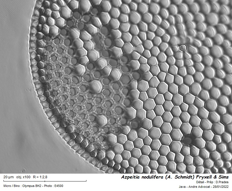 Azpeitia nodulifera (A. Schmidt) Fryxell & Sims #69236