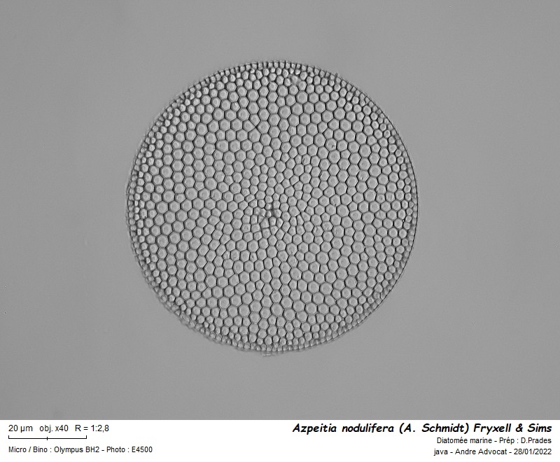 Azpeitia nodulifera (A. Schmidt) Fryxell & Sims #69235