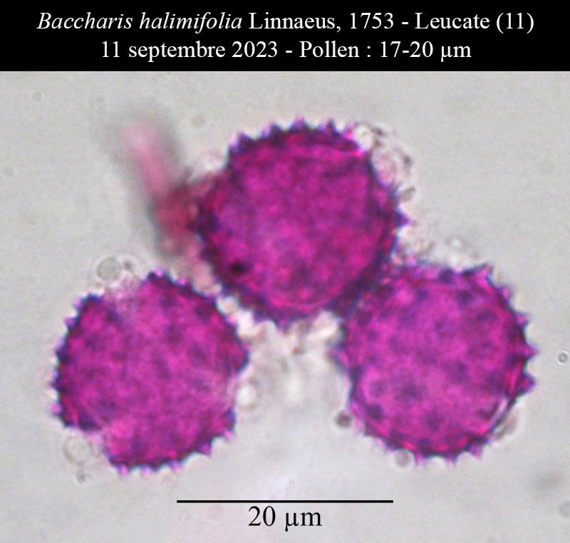 Baccharis halimifolia #76302
