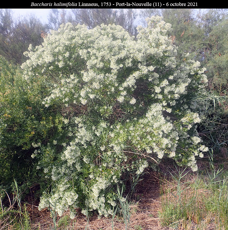 Baccharis halimifolia #68222