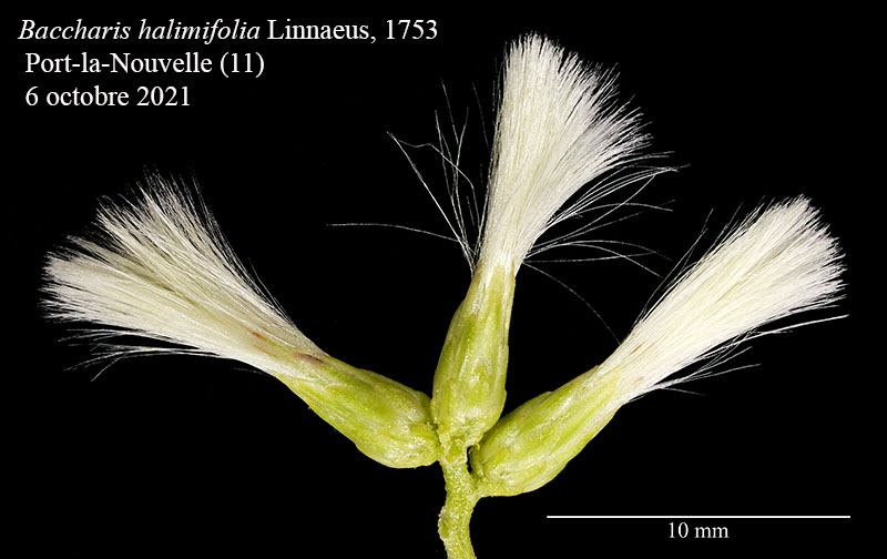 Baccharis halimifolia #68227