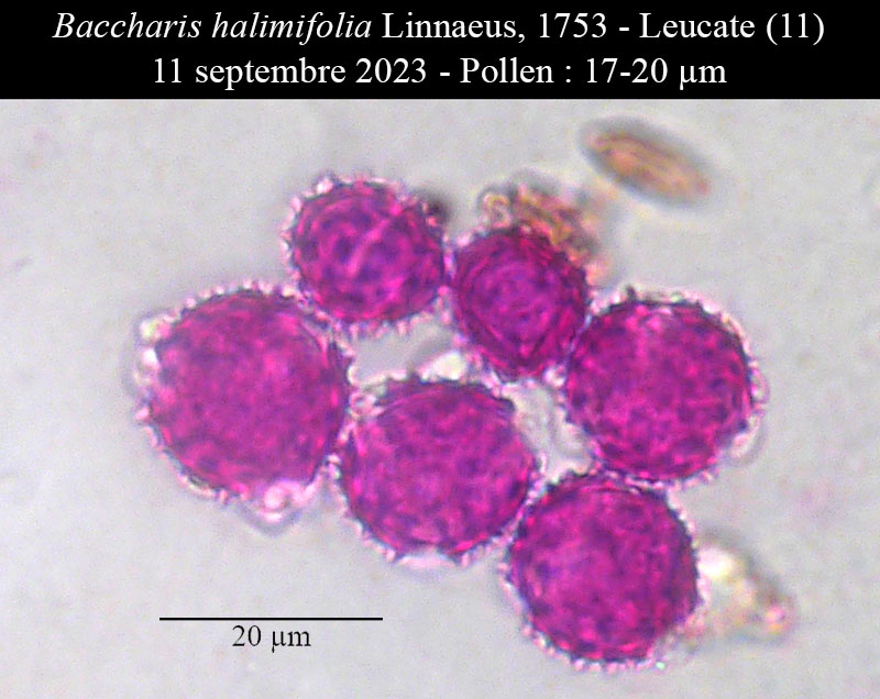 Baccharis halimifolia #76301