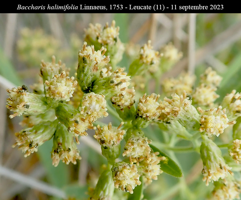 Baccharis halimifolia #76299
