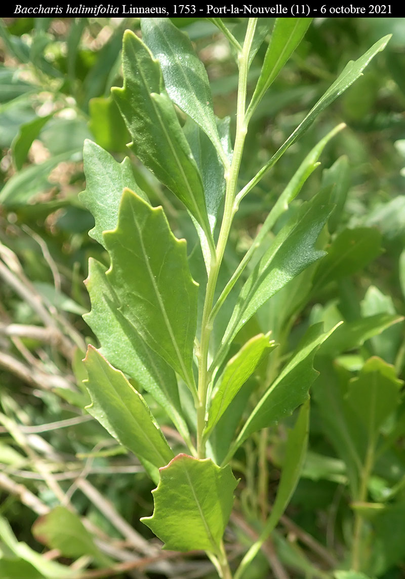 Baccharis halimifolia #68223