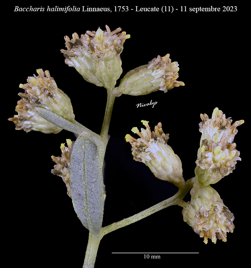 Baccharis halimifolia #76294