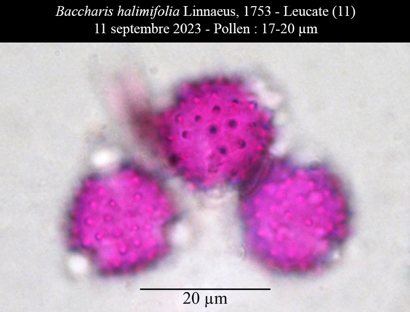 Baccharis halimifolia #76303