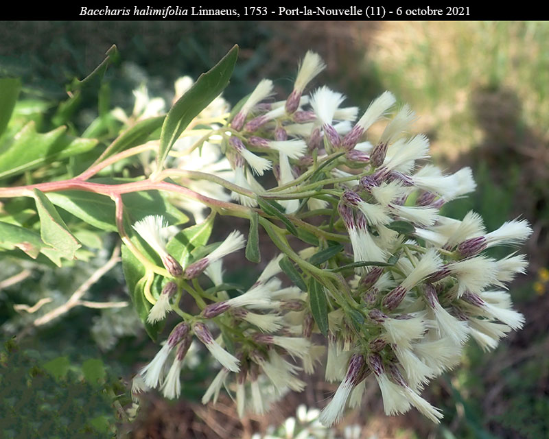 Baccharis halimifolia #68225