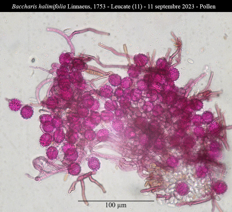 Baccharis halimifolia #76300