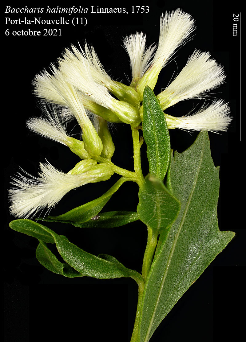 Baccharis halimifolia #68226
