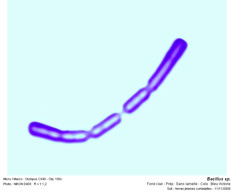 Bacillus sp. #13585