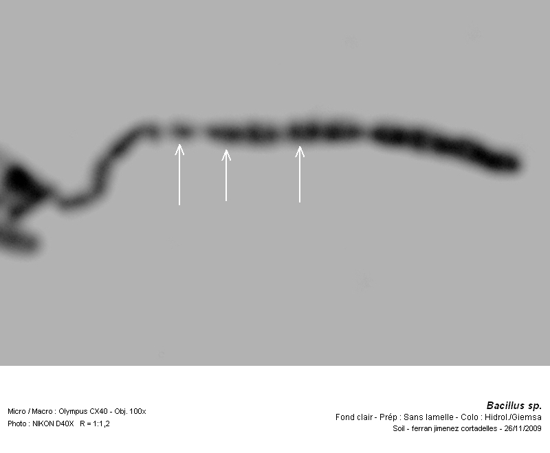 Bacillus sp. #13586