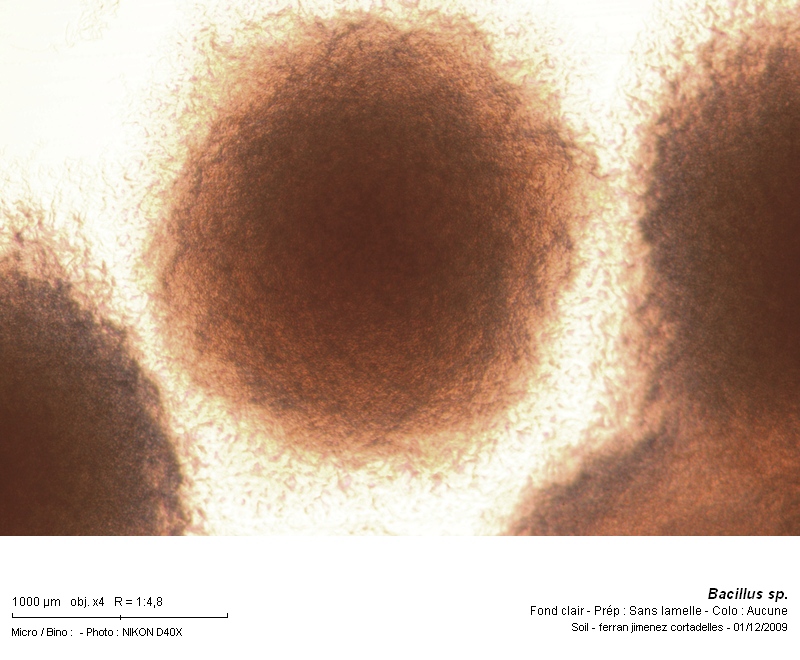 Bacillus sp. #13587
