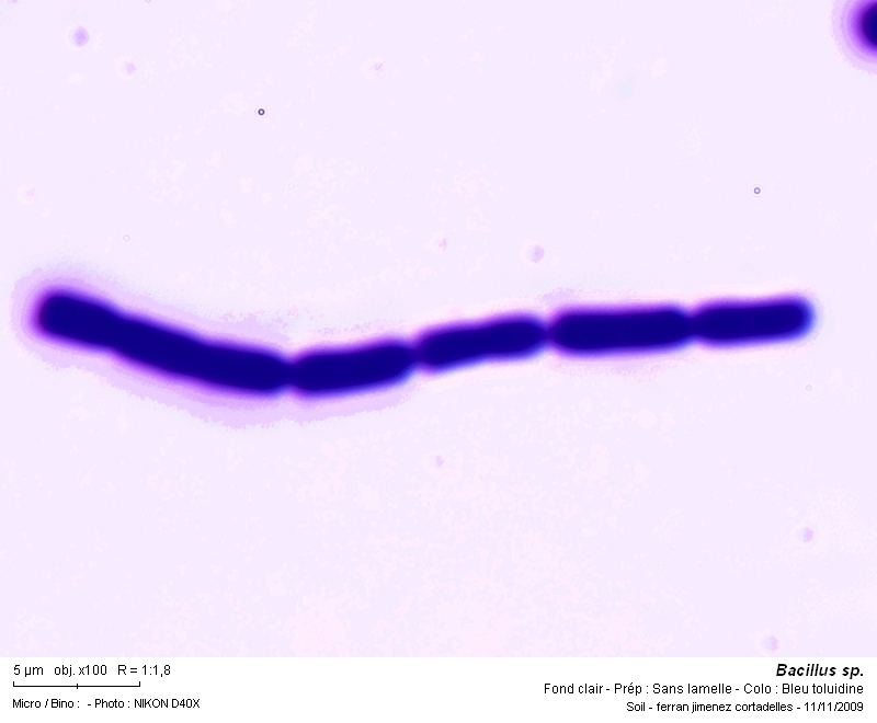 Bacillus sp. #13584