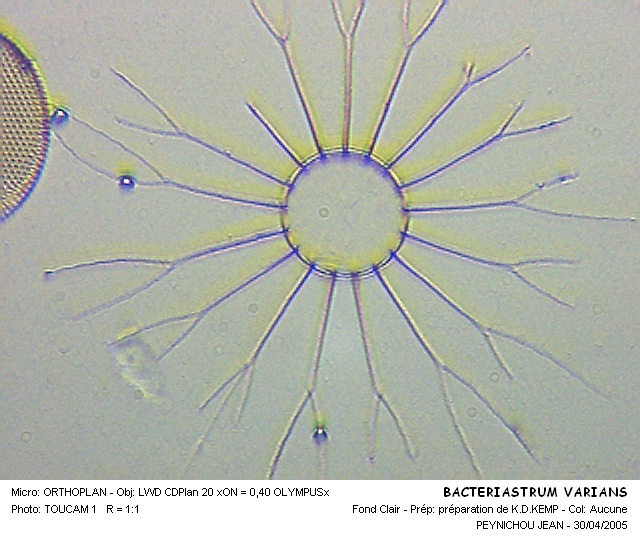 BACTERIASTRUM VARIANS #31530