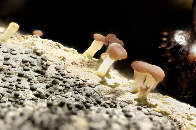 Baeomyces rufus #23932