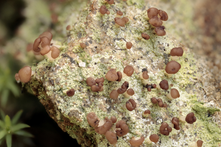 Baeomyces rufus #23931
