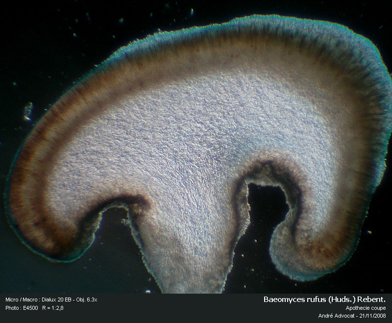 Baeomyces rufus (Huds.) Rebent. #6888