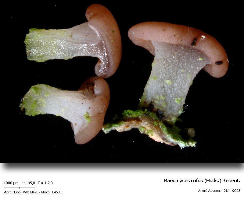 Baeomyces rufus (Huds.) Rebent. #6887