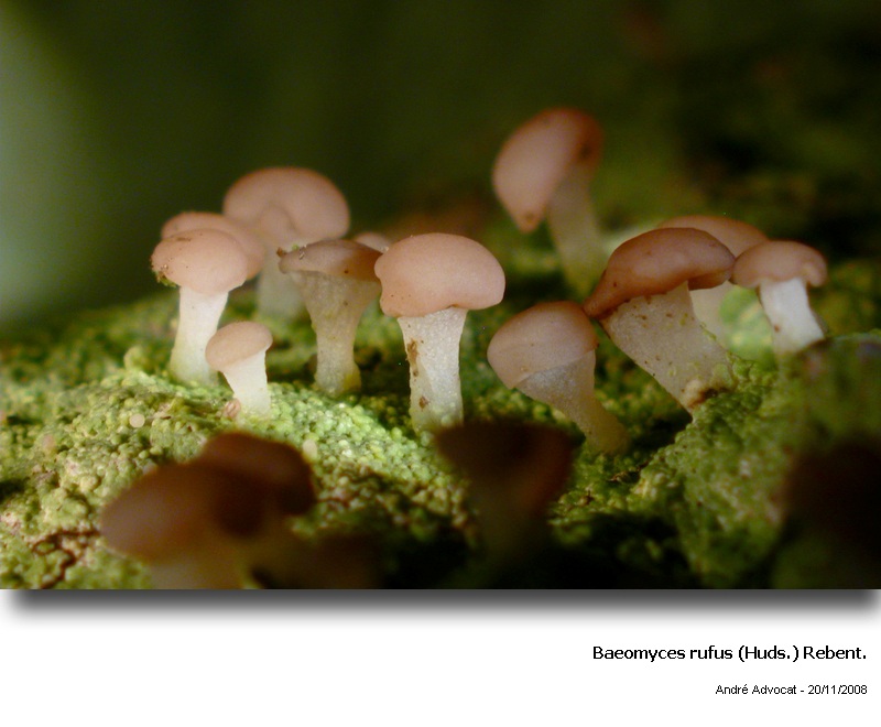 Baeomyces rufus (Huds.) Rebent. #64363