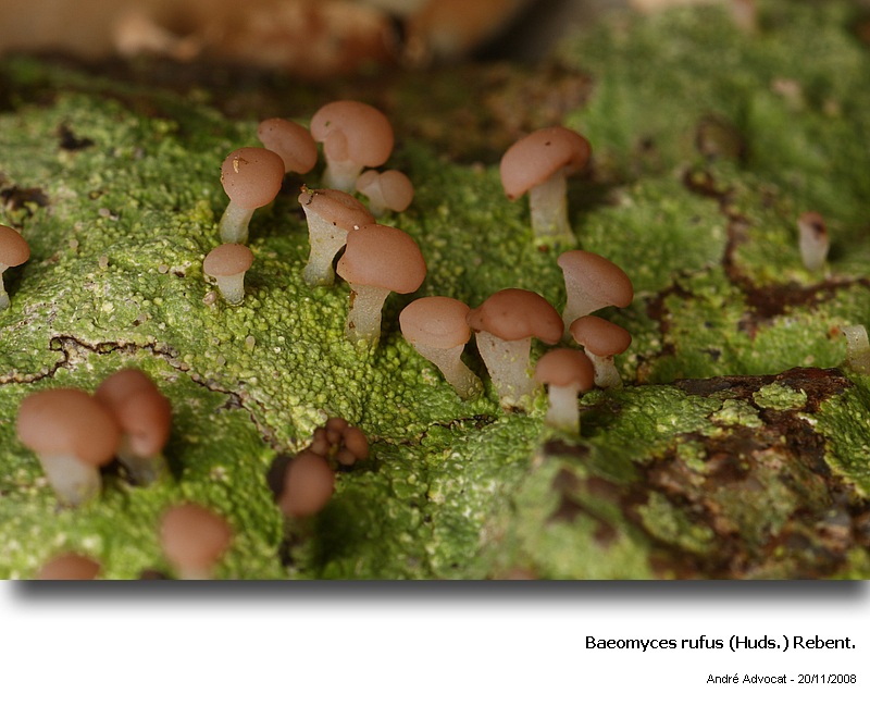 Baeomyces rufus (Huds.) Rebent. #64362