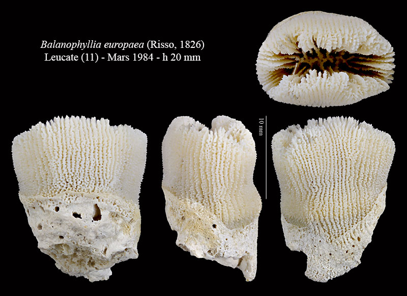 Balanophyllia europaea #62647
