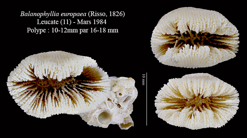 Balanophyllia europaea #62648