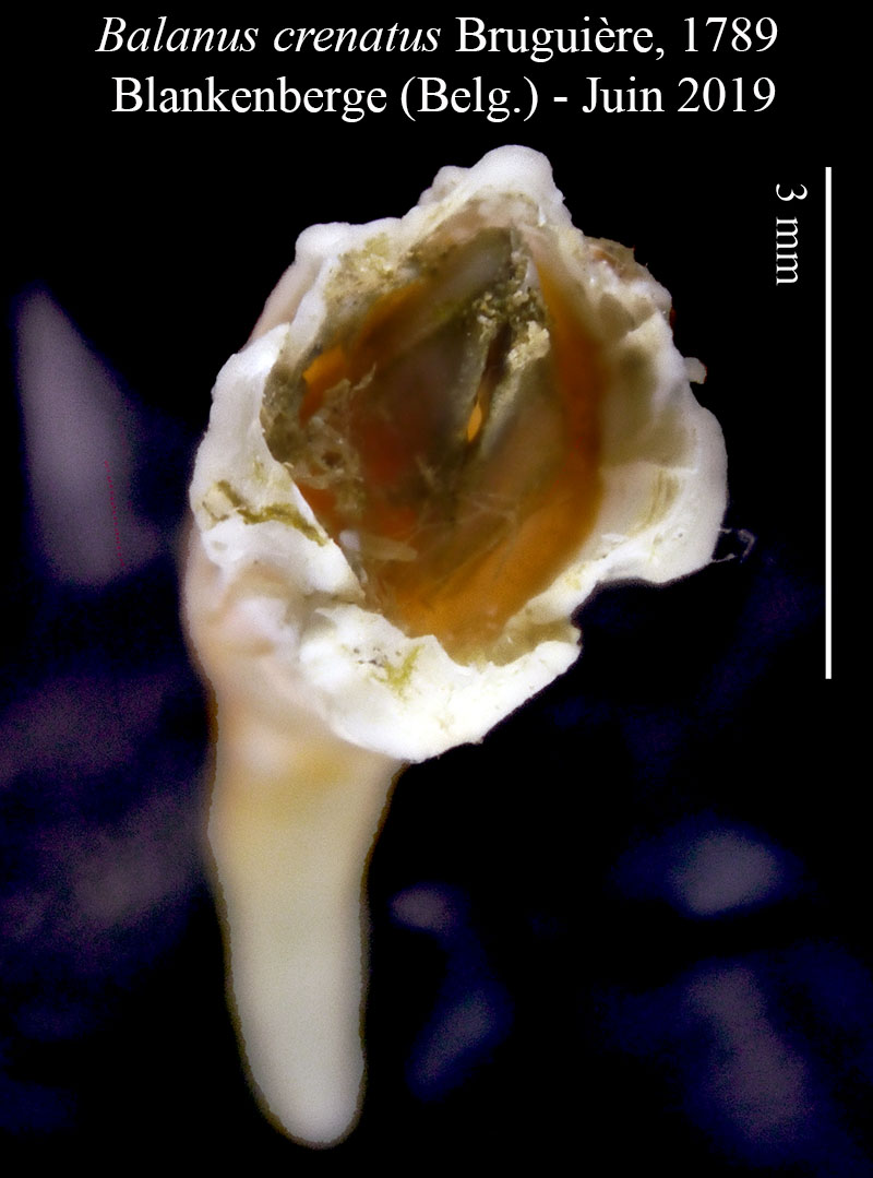 Balanus crenatus #60289