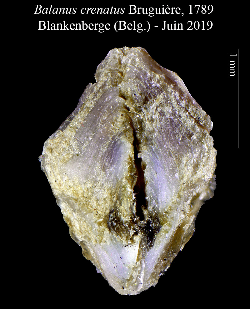 Balanus crenatus #60290