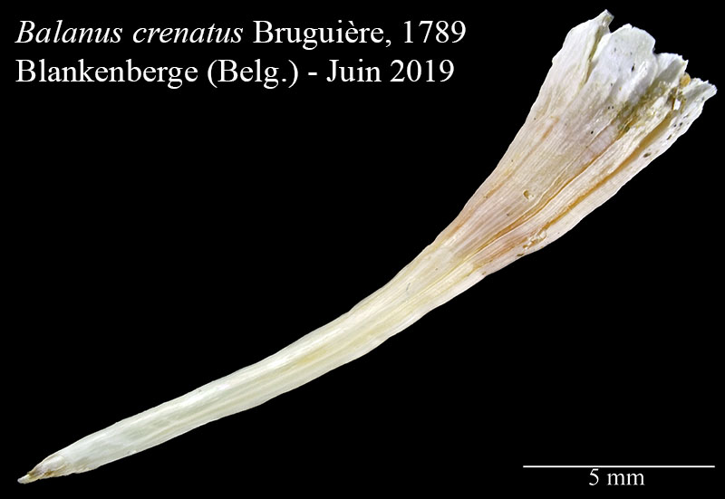 Balanus crenatus #60288