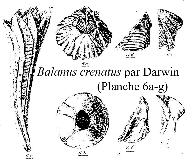 Balanus crenatus #60292