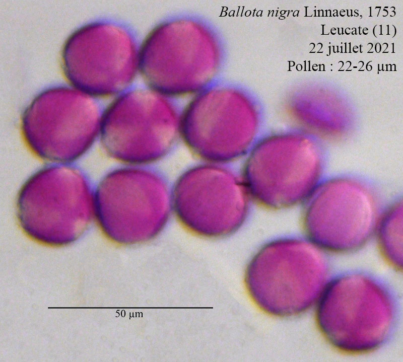 Ballota nigra #68498