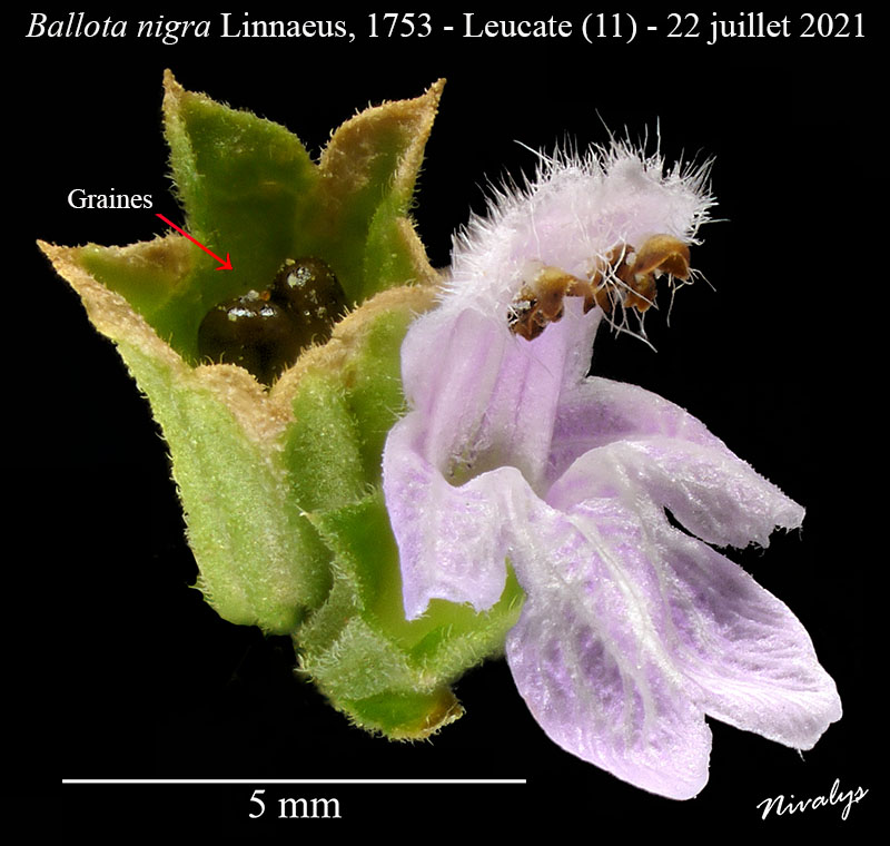 Ballota nigra #68494