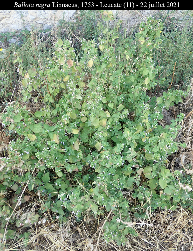 Ballota nigra #68488