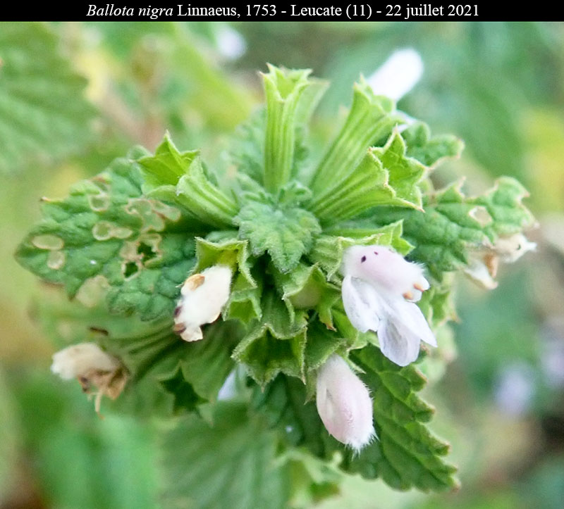 Ballota nigra #68491