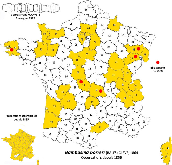Bambusina borreri (Ralfs) Cleve = B.brebissonii Kütz. #84223