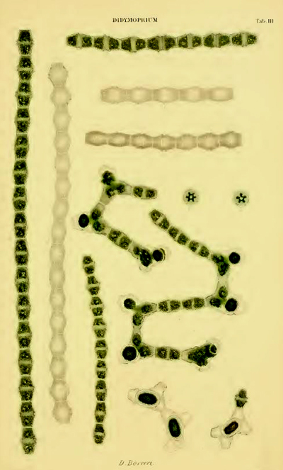 Bambusina borreri (Ralfs) Cleve = B.brebissonii Kütz. #69441