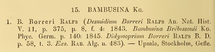 Bambusina borreri (Ralfs) Cleve = B.brebissonii Kütz. #69442