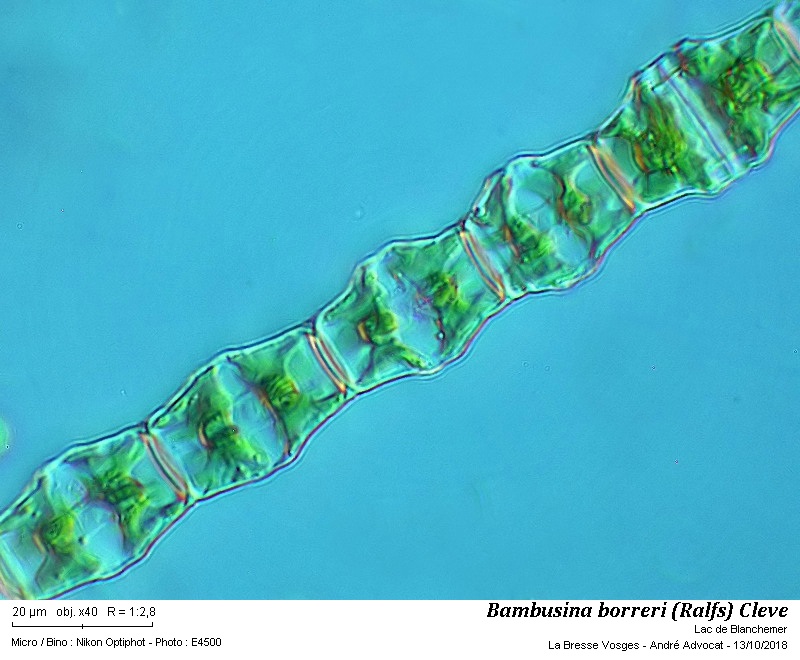 Bambusina borreri (Ralfs) Cleve = B.brebissonii Kütz. #56664
