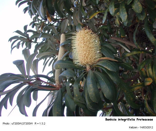 Banksia integrifolia Proteaceae L.f. 1782 #26591