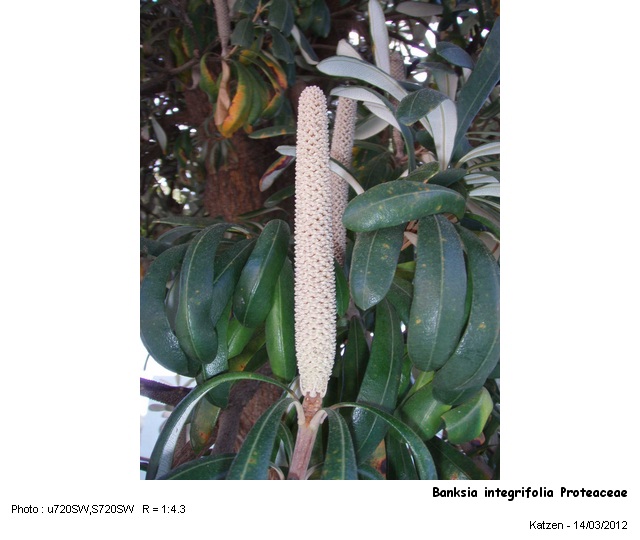 Banksia integrifolia Proteaceae L.f. 1782 #26590