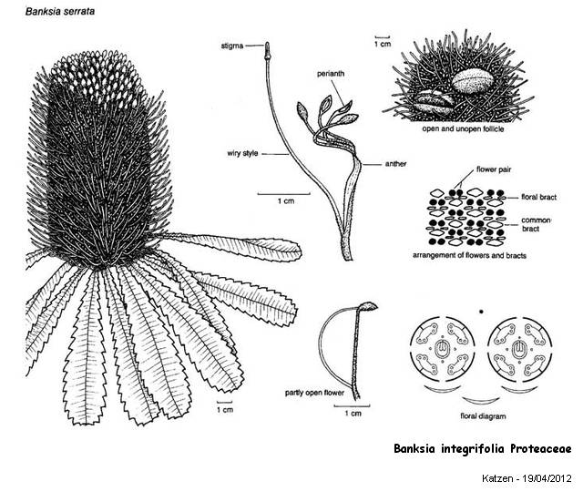 Banksia integrifolia Proteaceae L.f. 1782 #26588
