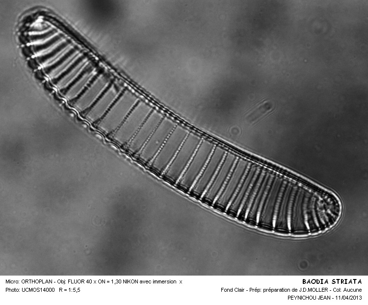 BAODIA STRIATA #32379