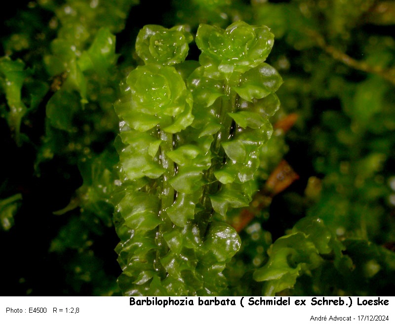 Barbilophozia barbata ( Schmidel ex Schreb.)Loeske #81007
