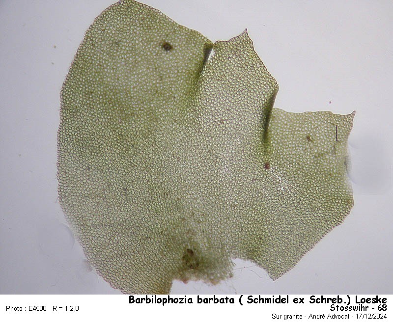Barbilophozia barbata ( Schmidel ex Schreb.)Loeske #81009