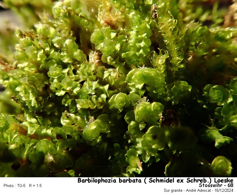 Barbilophozia barbata ( Schmidel ex Schreb.)Loeske #81006