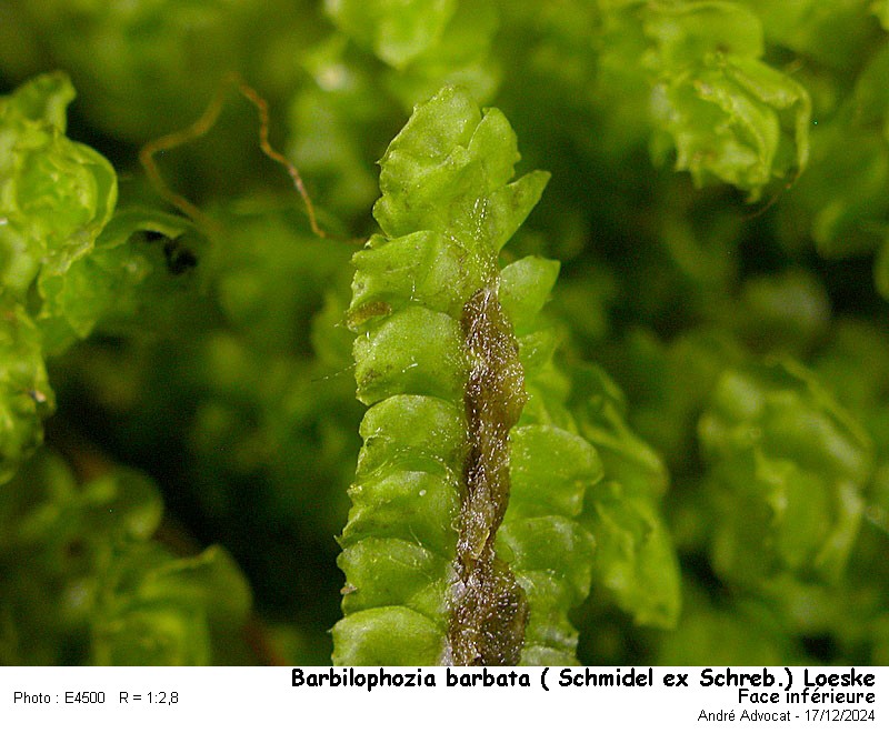 Barbilophozia barbata ( Schmidel ex Schreb.)Loeske #81008