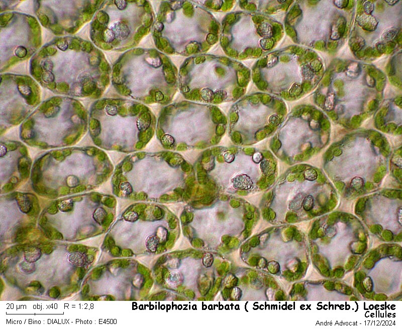 Barbilophozia barbata ( Schmidel ex Schreb.)Loeske #81010